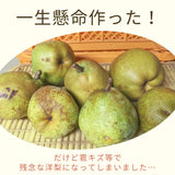 洋梨 【羽田梨園】 ラ・フランス 5kg　訳あり ご家庭用 福島県 萱場 洋ナシ《11/上旬～11/中旬出荷》