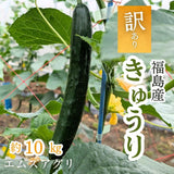 キュウリ 【エムズアグリ】業務用 訳あり きゅうり 約10㎏ 福島県須賀川市