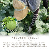 メロン 【メロン農家の根崎】 イバラキング 2玉 3kg 家庭用 2024年 イバラキング品評会1位 茨城県鉾田市 《6/上旬～6/中旬より出荷》