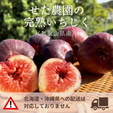 いちじく 【せた農園】 家庭用 350g×4P 1.4㎏ 和歌山県産 《8/中旬～8/下旬より出荷開始》 北海道・沖縄県は配送未対応
