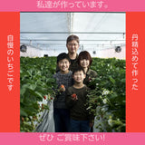 いちご 【斎藤農園】6種 食べ比べ ゆうやけベリー 紅ほっぺ とちおとめ ふくはる香 おいCベリー 真紅の美鈴 (15粒 300g)×2P 母の日 福島県伊達市《2/上旬～2/中旬より出荷》