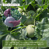 メロン 【メロン農家の根崎】 イバラキング 2玉 3kg 家庭用 2024年 イバラキング品評会1位 茨城県鉾田市 《6/上旬～6/中旬より出荷》