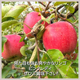 りんご 【志藤農園】 小玉りんご ピンクレディ 家庭用 5kg 23～28個 山形県 リンゴ 林檎
