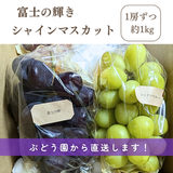 ぶどう 【境果樹園】 富士の輝き シャインマスカット 1~2房ずつ 約1kg 長野県須坂市 《10/上旬～10/中旬より出荷》