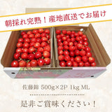 さくらんぼ 【フルーツ彩】 佐藤錦 500g×2P 1kg ML 山形県上山市  《6/中旬～6/下旬の出荷》