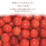 さくらんぼ 【フルーツ彩】 品種おまかせ 500g ML 山形県上山市  《6/上旬～6/中旬の出荷》