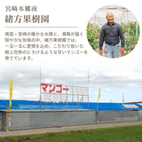 マンゴー 【緒方果樹園】 完熟マンゴー 2L 2個 700g 贈答用 宮崎県宮崎市 《5/上～5/中より出荷》