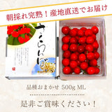 さくらんぼ 【フルーツ彩】 品種おまかせ 500g ML 山形県上山市  《6/上旬～6/中旬の出荷》