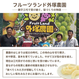 梨 【 フルーツランド外塚農園 】 甘太 3kg  5～6個 贈答用 茨城県かすみがうら市《9/下旬～10/上旬の出荷》