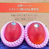 マンゴー 【緒方果樹園】 完熟マンゴー L 2個 620g 贈答用 宮崎県宮崎市 《5/上～5/中より出荷》