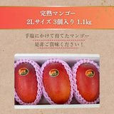 マンゴー 【緒方果樹園】 完熟マンゴー 2L 3個 1.1㎏ 茶箱 宮崎県宮崎市 《5/上～5/中より出荷》