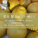 梨 【 フルーツランド外塚農園 】 甘太 3kg  5～6個 贈答用 茨城県かすみがうら市《9/下旬～10/上旬の出荷》