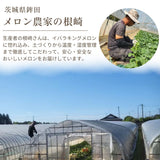 メロン 【メロン農家の根崎】 イバラキング 2玉 3kg 家庭用 2024年 イバラキング品評会1位 茨城県鉾田市 《6/上旬～6/中旬より出荷》