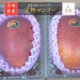 マンゴー 【まるのわマンゴー】 完熟マンゴー L 2個 宮崎県宮崎市 《5/上～5/中より出荷》
