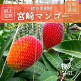 マンゴー 【緒方果樹園】 完熟マンゴー 特大 5～6L 1個 600g以上 贈答用 宮崎県宮崎市 《6/上～6/下の出荷》