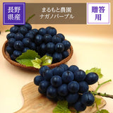 ぶどう 【まるもと農園】 ナガノパープル 1.3kg 2~3房 長野県松川町 《8/下旬～9/上旬の出荷》