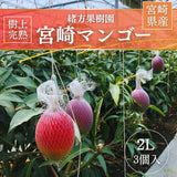 マンゴー 【緒方果樹園】 完熟マンゴー 2L 3個 1.1㎏ 茶箱 宮崎県宮崎市 《5/上～5/中より出荷》