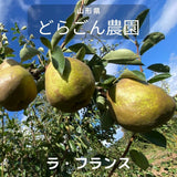 洋梨 【どらごん農園】 洋なし ラ・フランス 5kg 13～29玉 山形県 東根市 ラフランス 《11/中旬～11/下旬より出荷》