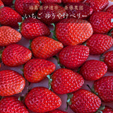 いちご 【斎藤農園】ゆうやけベリー (15～20粒 300g)×2P 福島県伊達市 《2/上旬～2/中旬より出荷》