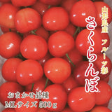 さくらんぼ 【フルーツ彩】 品種おまかせ 500g ML 山形県上山市  《6/上旬～6/中旬の出荷》