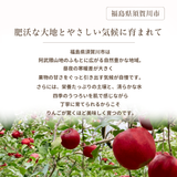 りんご 【ふんどのりんごや】 オリジナル品種 いわせっ娘 蜜無し 長期保存用 5kg 16～18個 福島県須賀川 《1/上旬～1/中旬より出荷》