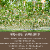 ぶどう 【境果樹園】 富士の輝き シャインマスカット 1~2房ずつ 約1kg 長野県須坂市 《10/上旬～10/中旬より出荷》