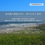 メロン 【OTM出荷組合】 メロン オトメメロン 5玉 2L 糖度15度以上 贈答用 母の日 茨城県鉾田市 茨城町 《4/下旬～5/上旬より出荷》