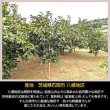 柿 甘柿 【石岡 鈴木農園】 八郷の柿 富有柿等 品種お任せ 3.5kg L 16個 茨城県石岡市《10/下旬～11/上旬より出荷》