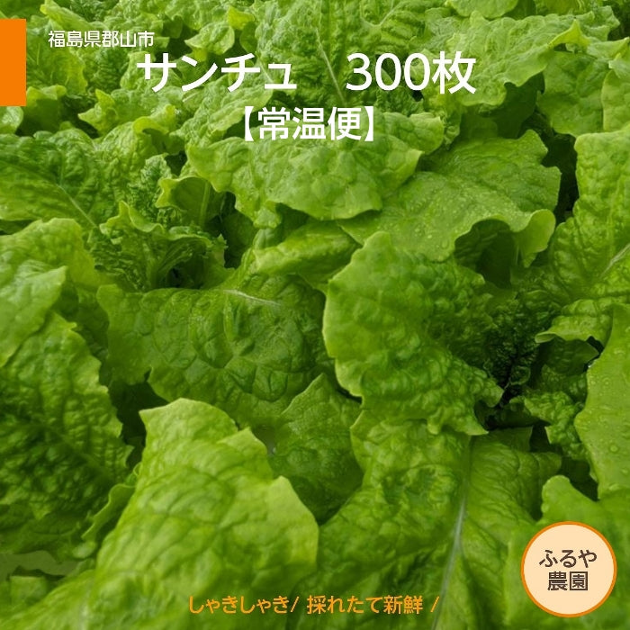 サンチュ 【ふるや農園】 常温便 300枚 業務用 福島県 当日収穫 新鮮