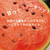 スイカ 小玉スイカ 【KSK出荷組合】 紅トップ べにくろ L どちらか1個 1.6～1.8kg 贈答用 茨城県筑西市 すいか 小玉 母の日 《5/6～5/中旬より出荷》