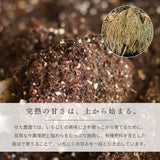 いちじく 【せた農園】 完熟 贈答用 L 12玉 1㎏ 和歌山県産 《8/中旬～8/下旬より出荷開始》 北海道・沖縄県は配送未対応