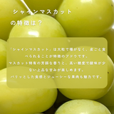 ぶどう 【境果樹園】 富士の輝き シャインマスカット 1~2房ずつ 約1kg 長野県須坂市 《10/上旬～10/中旬より出荷》