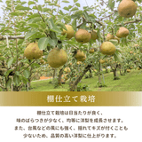 洋梨 【木村フルーツ】 洋なし ラ・フランス 家庭用 訳あり 約2kg 山形県上山市 ラフランス《11/中旬～11/下旬より出荷》