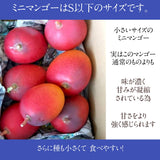 マンゴー 【まるのわマンゴー】 完熟 小さい ミニマンゴー 1kg 宮崎県宮崎市 《4/下～5/上の出荷》