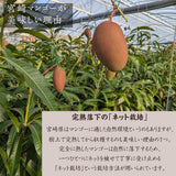 マンゴー 【まるのわマンゴー】 完熟マンゴー 3kg 5～6個 宮崎県宮崎市 《5/下～6/上より出荷》