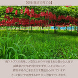 ぶどう 【カンジュクファーム】 葡萄 シャインマスカット 2房 1kg 贈答用 山梨県 《8/下旬～9/上旬より出荷》