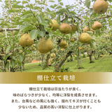 洋梨 【木村フルーツ】 洋なし ラ・フランス 約3kg ２L～5L 7～11玉 山形県上山市 ラフランス《11/中旬～11/下旬より出荷》