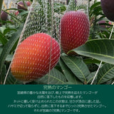 マンゴー 【まるのわマンゴー】 完熟マンゴー 3kg 5～6個 宮崎県宮崎市 《5/下～6/上より出荷》