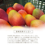 マンゴー 【まるのわマンゴー】 完熟マンゴー 3kg 5～6個 宮崎県宮崎市 《5/下～6/上より出荷》