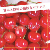 さくらんぼ 【フルーツ彩】 品種おまかせ 500g ML 山形県上山市  《6/上旬～6/中旬の出荷》