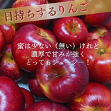 りんご 【ふんどのりんごや】 オリジナル品種 いわせっ娘 蜜無し 長期保存用 5kg 16～18個 福島県須賀川 《1/上旬～1/中旬より出荷》