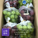ぶどう 【ﾌﾙｰﾂﾌｧｰﾑいしくら】 葡萄 シャインマスカット クイーンニーナ ３～４房ずつ 3.6kg 高糖度 山梨県 《8/17日頃～8/下旬より出荷》