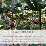 いちじく 【せた農園】 家庭用 350g×4P 1.4㎏ 和歌山県産 《8/中旬～8/下旬より出荷開始》 北海道・沖縄県は配送未対応