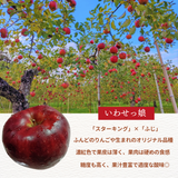 りんご 【ふんどのりんごや】 オリジナル品種 いわせっ娘 蜜無し 長期保存用 5kg 16～18個 福島県須賀川 《1/上旬～1/中旬より出荷》