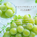ぶどう 【箭内厳雄果樹園】 シャインマスカット 約1.8kg 2～３房 福島県 《10/上旬～10/中旬の出荷》