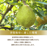 洋梨 【木村フルーツ】 洋なし ラ・フランス 家庭用 訳あり 約5kg 山形県上山市 ラフランス《11/中旬～11/下旬より出荷》