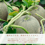 メロン 【OTM出荷組合】 メロン オトメメロン 4玉 3L 糖度15度以上 贈答用 母の日 茨城県鉾田市 茨城町 《4/下旬～5/上旬より出荷》