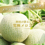 メロン 【メロン農家の根崎】 イバラキング 2玉 3kg 家庭用 2024年 イバラキング品評会1位 茨城県鉾田市 《6/上旬～6/中旬より出荷》