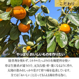 柿 甘柿 【石岡 鈴木農園】 八郷の柿 富有柿等 品種お任せ 7kg 2L～3L 20～28個 茨城県石岡市 《10/下旬～11/上旬より出荷》