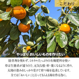 柿 甘柿 【石岡 鈴木農園】 八郷の柿 富有柿等 品種お任せ 3.5kg L 16個 茨城県石岡市《10/下旬～11/上旬より出荷》